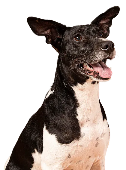 Perrito Zona Mascotas